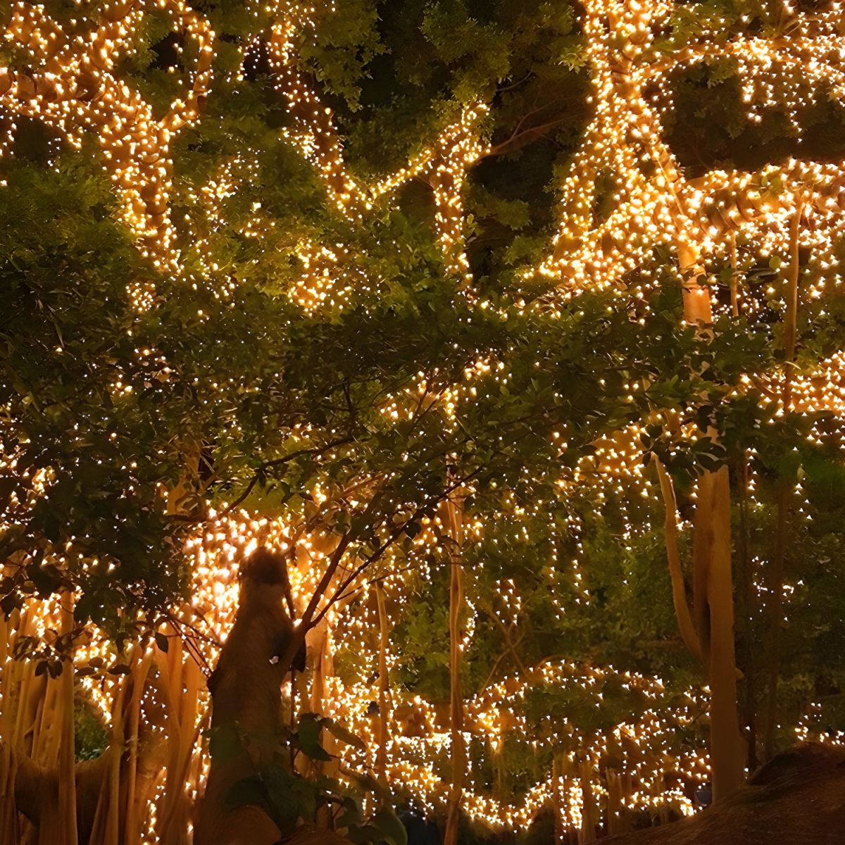 Outdoor Light Solar String with LED Beads Modern | Calero